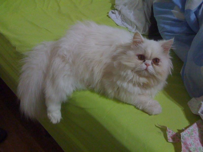 ENCONTRADO!! Procura-se Teddy