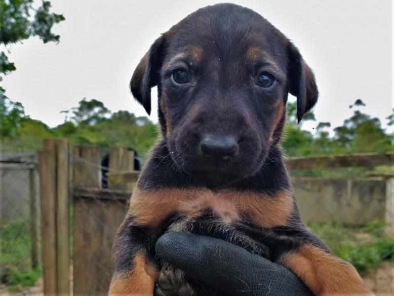 Sábado tem feira de adoção de animais no Criciúma Shopping