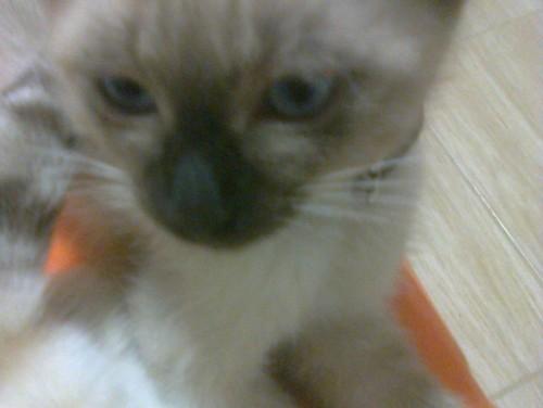 Gato Fred desaparecido