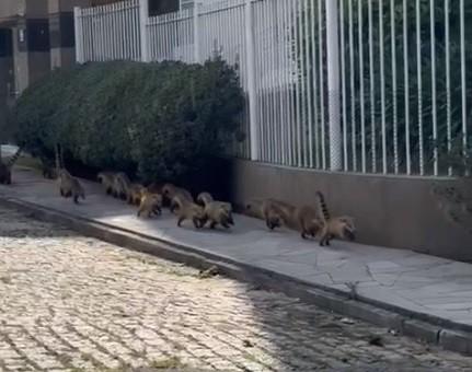 Grupo de quatis é visto transitando em área urbana de Criciúma