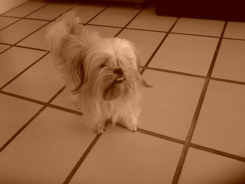 Animal encontrado no bairro Balneário Rincão