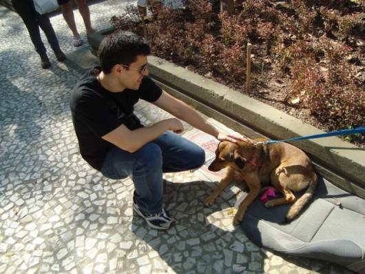 Cães adultos a procura de um lar