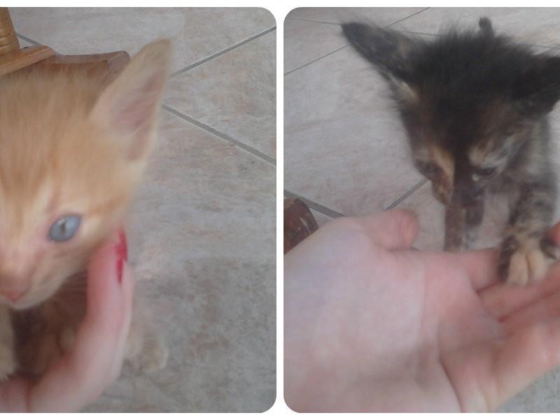 Animal encontrado no bairro Jardim Angélica