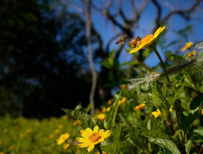 Primavera começou: como será o clima em Santa Catarina durante a estação?