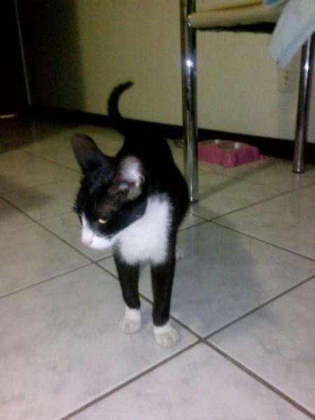 Procura-se Gata Branca E Preta