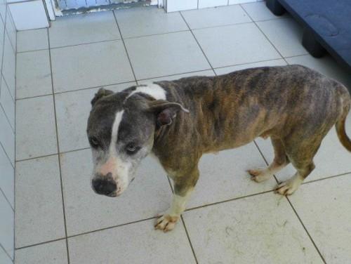 Pitbull para doação
