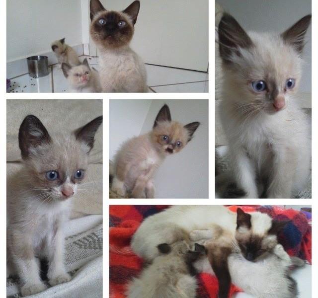 ADOTADOS!! Doa-se família de gatos