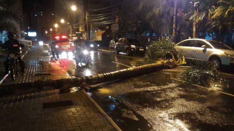 Árvore cai e bloqueia trânsito no Centro