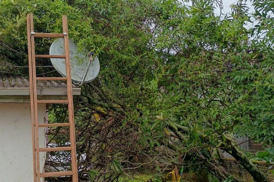 Árvore cede e atinge residência durante instabilidade no tempo