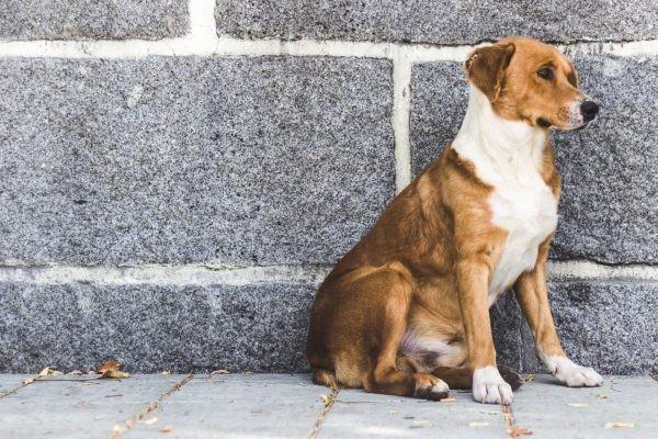 Mutirão de Castração reduz numero de animais abandonados