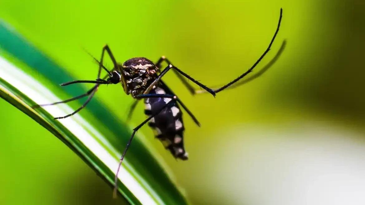 Startup cria tecnologia 3D contra o mosquito Aedes aegypti