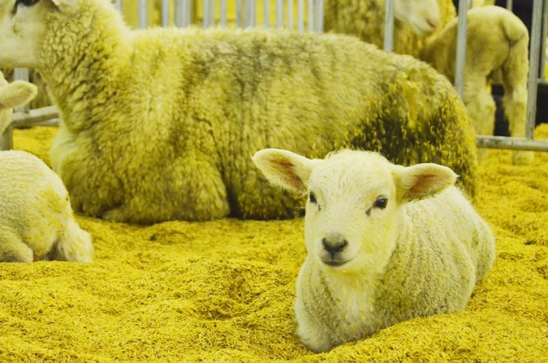 AgroPonte abre espaço para diferentes raças de animais