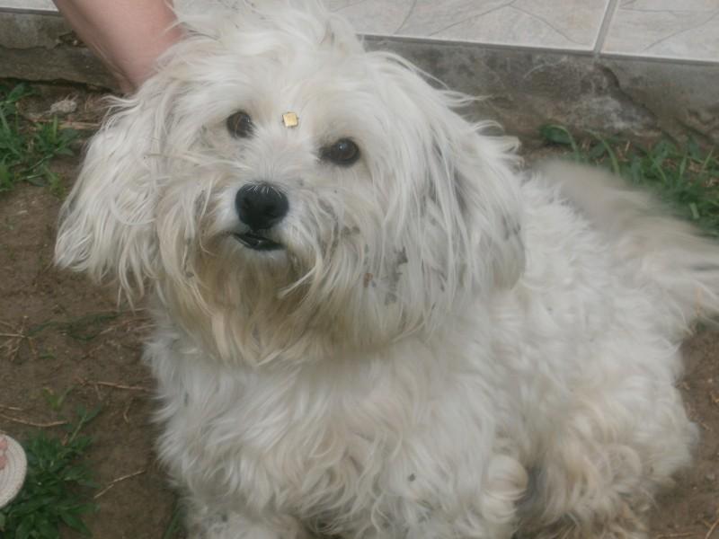 Animal encontrado no bairro Bairro Santa Luzia