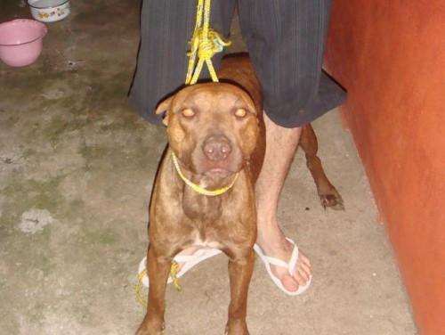 Cadela da raça Pitbull red nose está perdida
