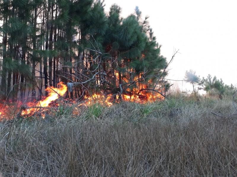 Bombeiros trabalham por mais de sete horas para combater incêndio em área de reflorestamento