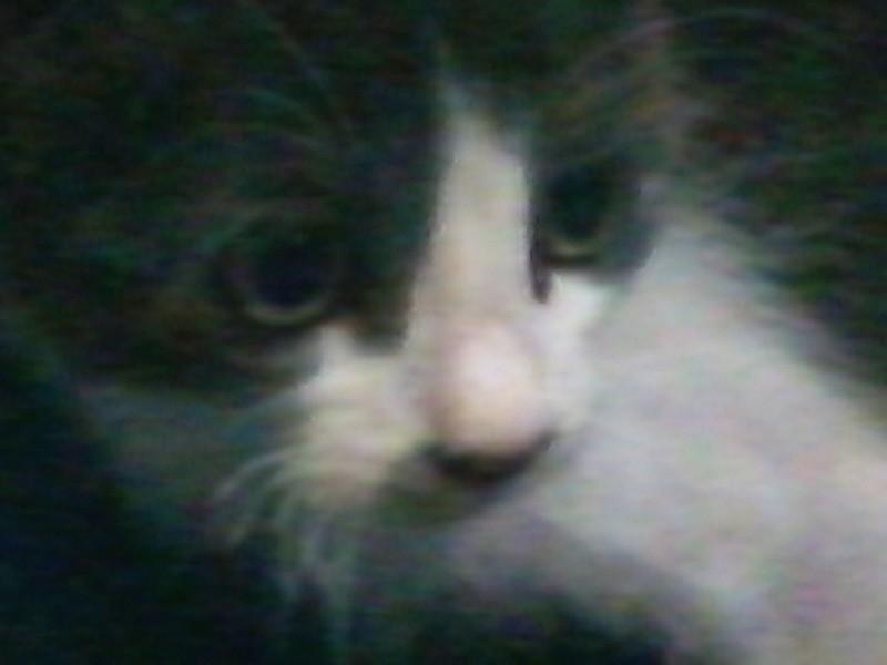 Animal encontrado no bairro Santo Antônio