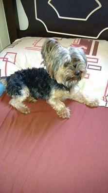 Animal encontrado no bairro Linha Batista