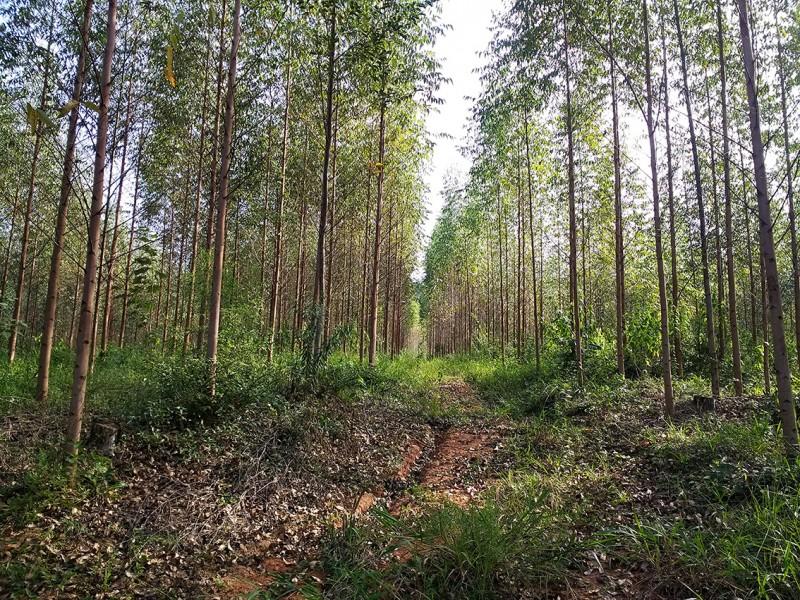 Com projeto Plantio de Floresta Sustentável, Rio Deserto vence Prêmio Expressão de Ecologia