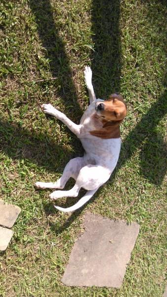 Animal encontrado no bairro Recanto Verde