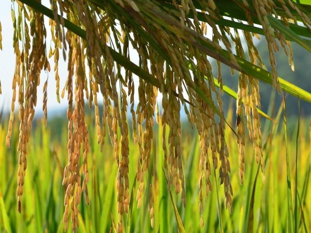 Governo zera imposto de importação do arroz até o final do ano