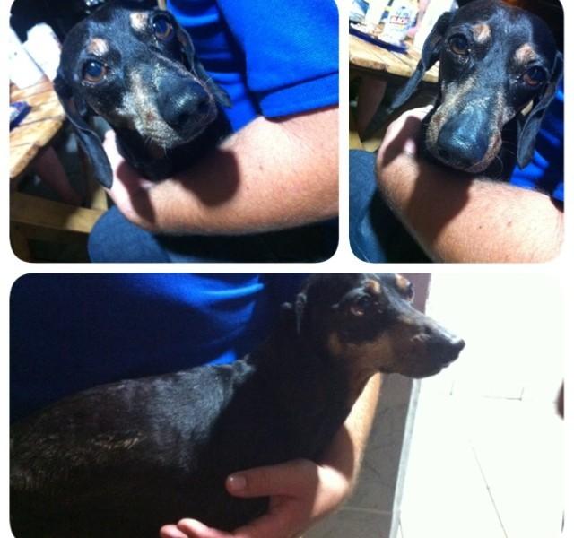 Animal encontrado no bairro Cruzeiro Do Sul