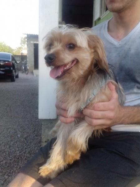 Animal encontrado no bairro Boa Vista
