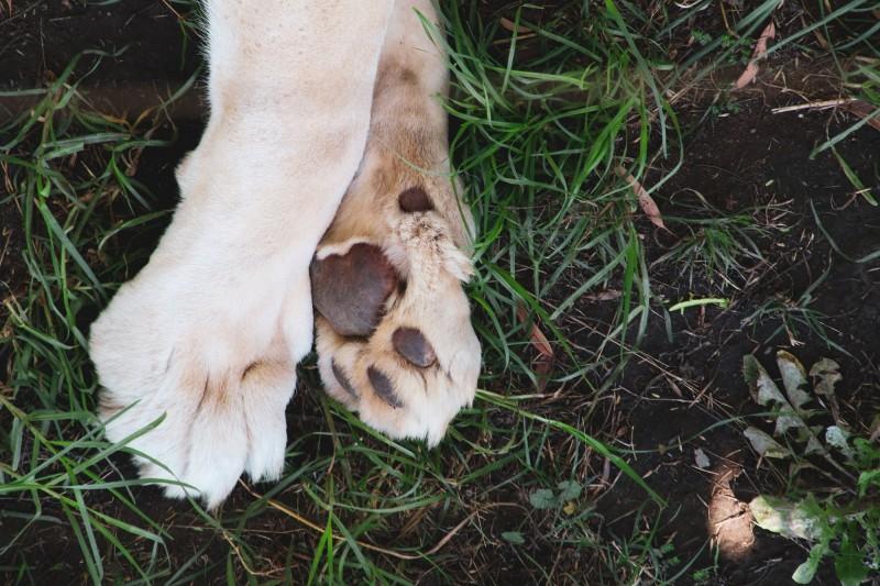 ONG de Siderópolis denuncia envenenamento de cães; há registros de mortes dos animais