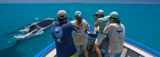 Rota da Baleia Franca estreia em evento de viagens