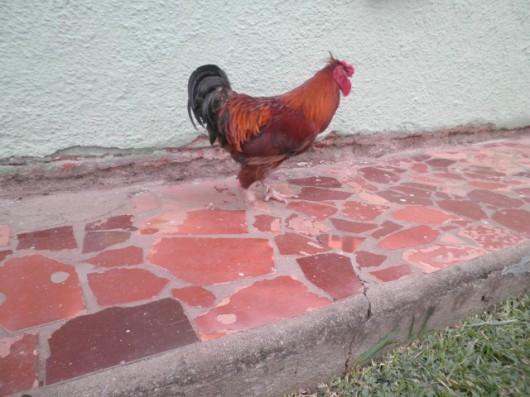 Galo Nilo faz a alegria dos donos em Forquilhinha