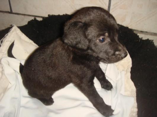 Cãozinho abandonado no lixo