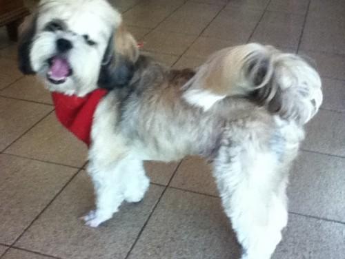 Procura-se Tobby no bairro São Luiz em Criciuma