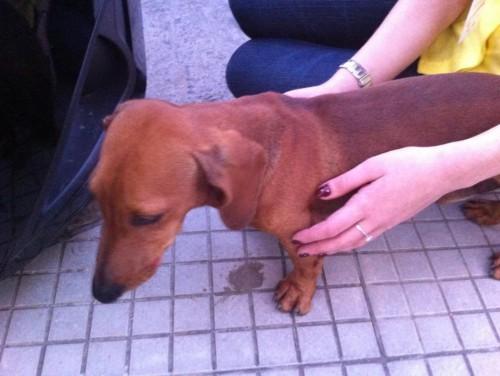 Procura-se Spike no bairro Floresta II em Criciúma
