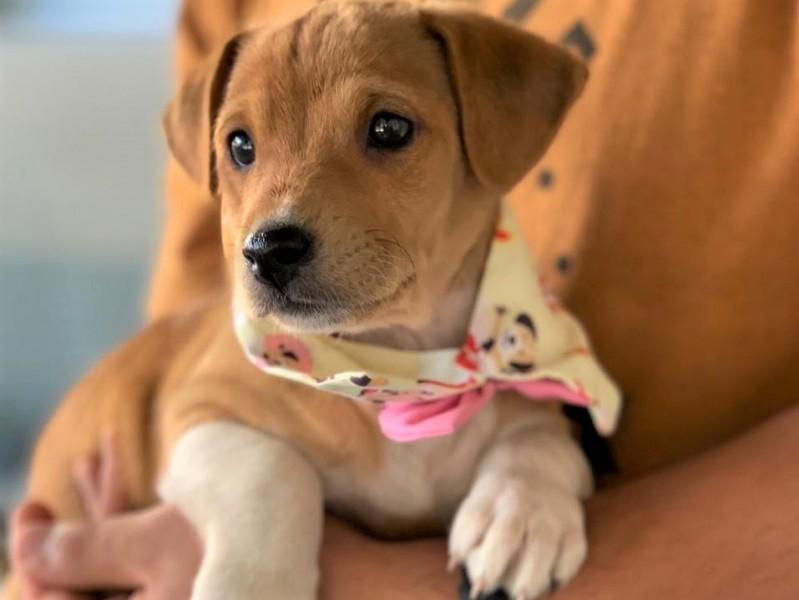 Sábado é dia da primeira feira de adoção de animais de 2022 no Criciúma Shopping