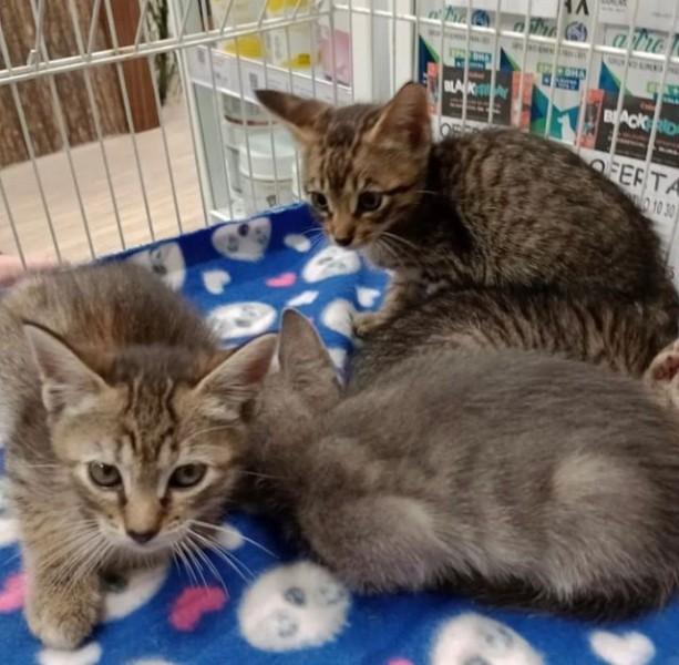 SOS Vira-Lata organiza feira de adoção neste sábado 