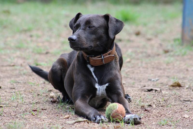 Cão comunitário chama atenção no Centro de Criciúma e ganha mais de mil seguidores nas redes sociais