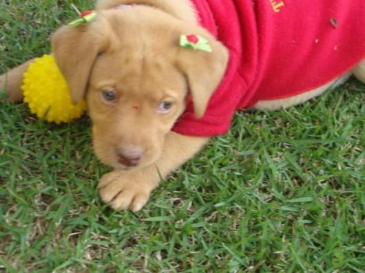 Filhote de labrador desaparecido no Maria Céu