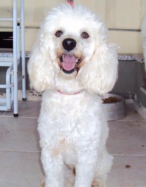 Animal encontrado no bairro Pinheirinho