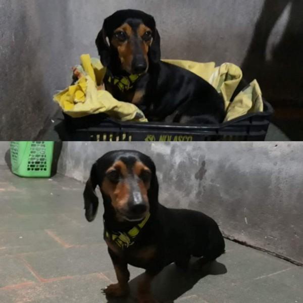 Animal encontrado no bairro Rio Maina