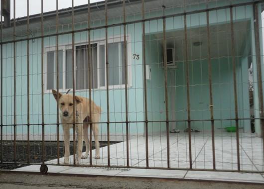  Crueldade: Envenenamento de cães deixa moradores da Francesa indignados 