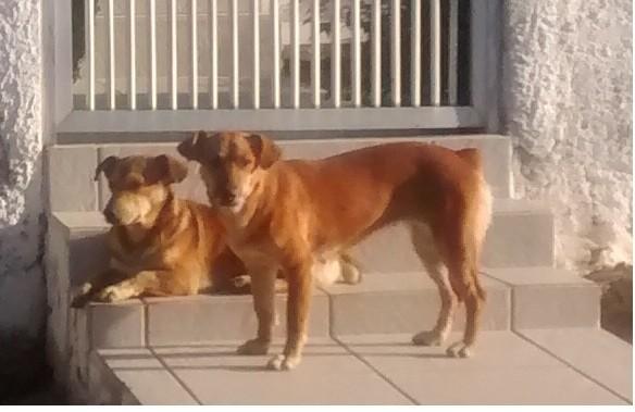 Animal encontrado no bairro Nossa Senhora Da Salete
