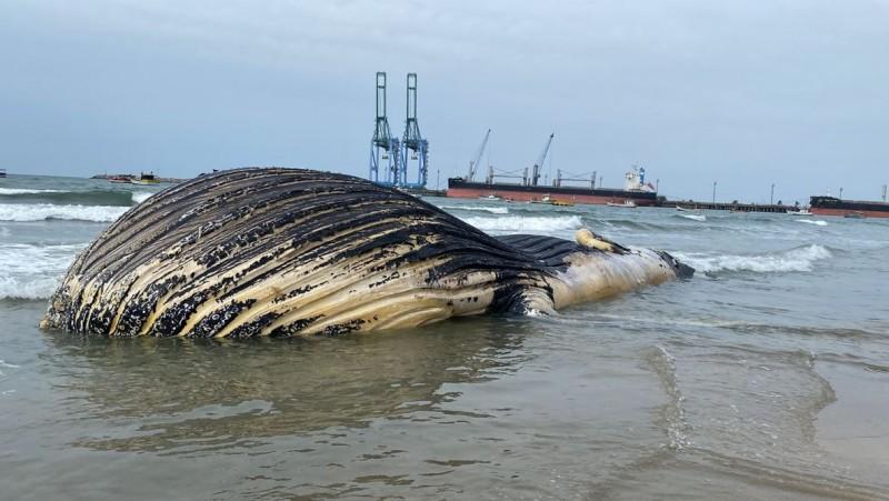Baleia-jubarte que encalhou em Imbituba terá esqueleto doado ao Museu da Baleia Franca