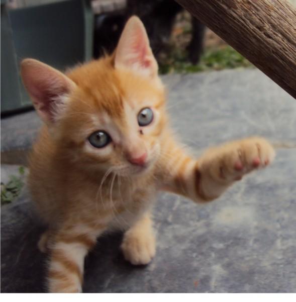 Animal encontrado no bairro Brasília