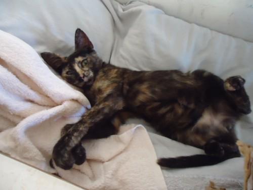 Gatinha perdida em Araranguá