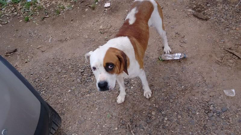 Animal encontrado no bairro Cruzeiro Do Sul
