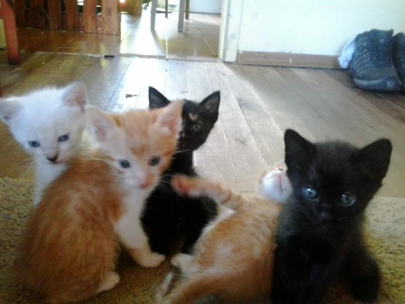 Animal para doação - Gatinhos Para Adoção