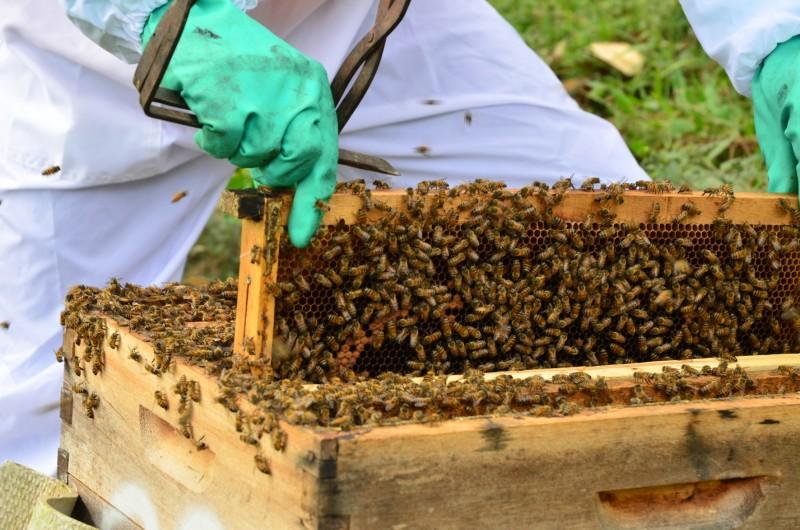 Maior evento de criação de abelhas do Brasil acontece nesta semana 
