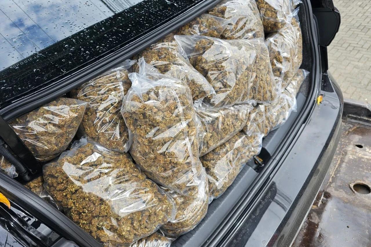 Quilos da 'supermaconha' apreendidos no Sul de SC poderiam render milhões aos traficantes