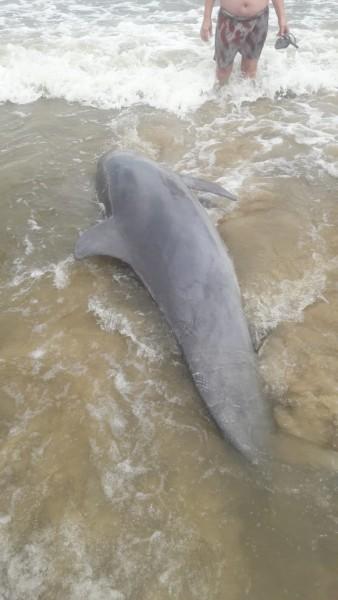 Boto aparece morto na orla do Balneário Arroio do Silva