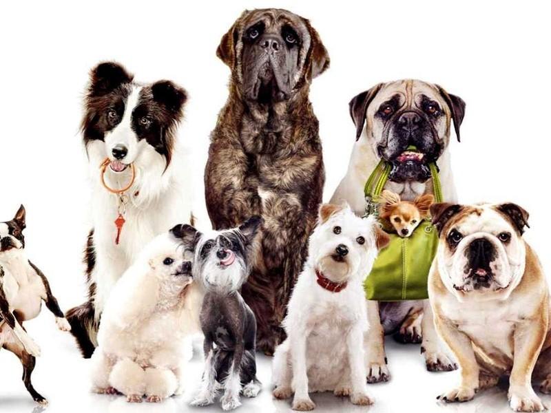 Cães também podem fazer transfusão de sangue