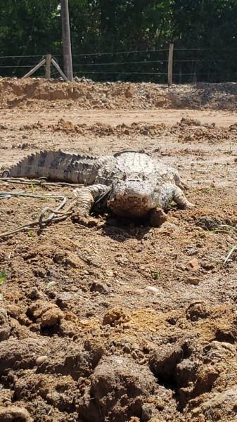 Jacaré é encontrado amarrado e com lesão na boca